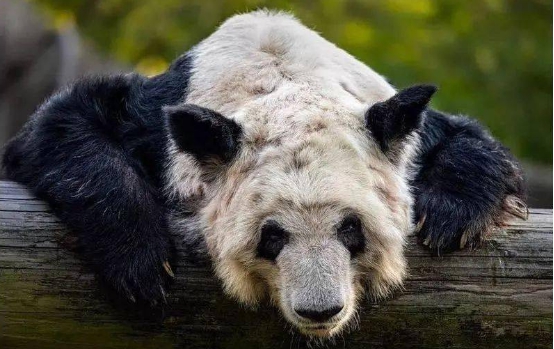 美国游客来到四川看大熊猫,美国游客排队看熊猫