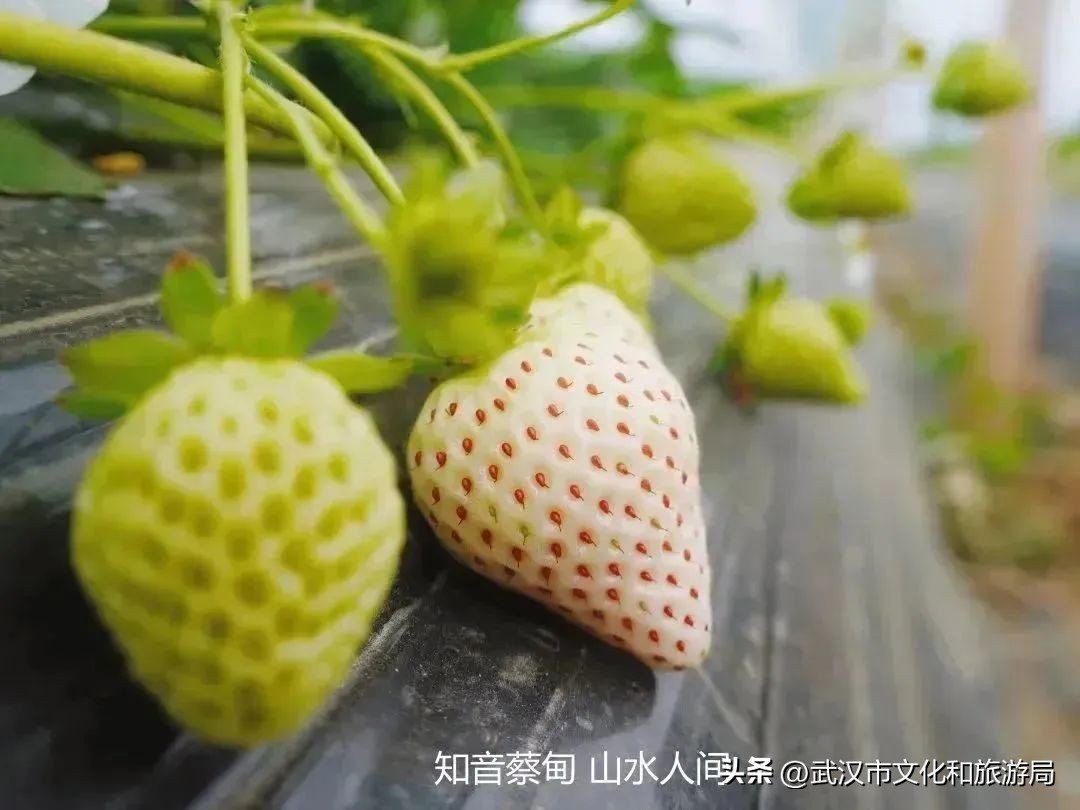 又红又大的草莓欢迎采摘,最近的草莓采摘在哪里