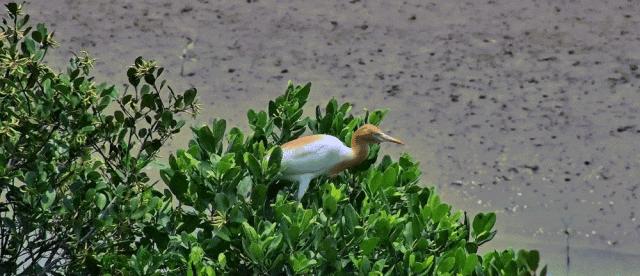 最震撼的红树林,最不真实的红树林