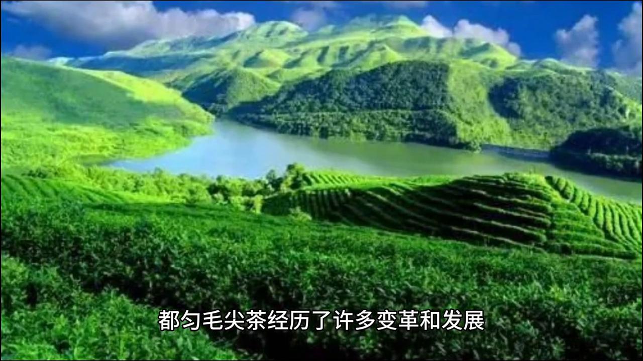 普洱茶和都匀毛尖茶哪个好,都匀毛尖已有多少年历史