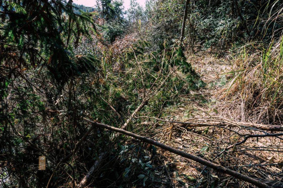 鍏泜绉樺,浠欏眳鍏泜绉樺