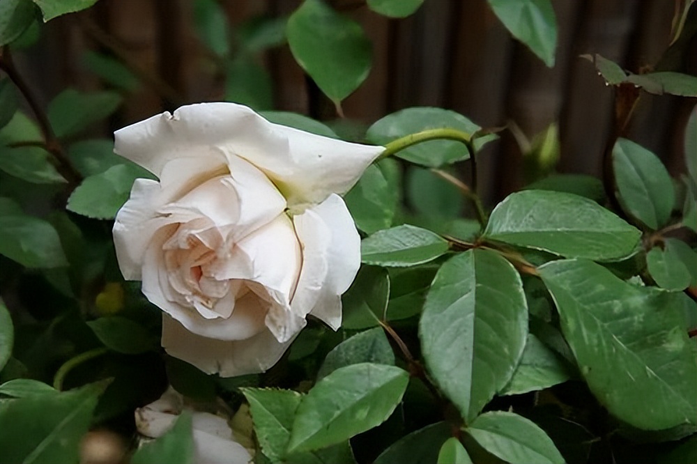 玫瑰花的诗句唯美大全,关于玫瑰的唯美诗句及解析