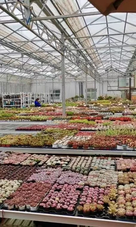 520送花|西安市内9大宝藏花市,分分钟省下上百块