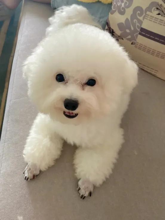 宠物医生讲如何治疗狗狗心脏病,比熊犬常见疾病及治疗方法