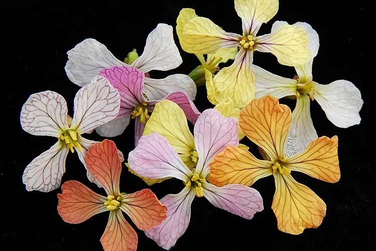 萝卜的这个小知识你知道了吗 (关于萝卜的百科知识有哪些)