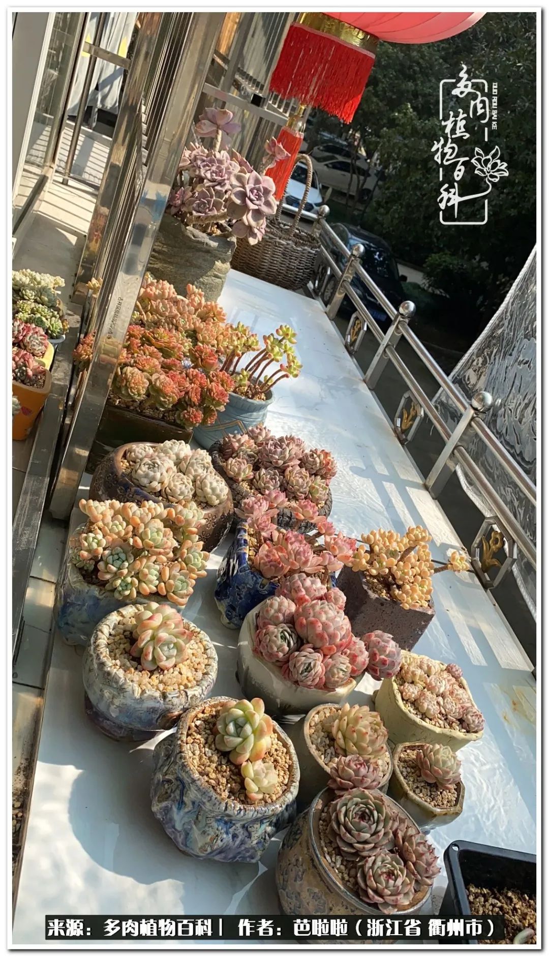 超级能治愈心情的多肉,治愈心灵的彩色植物