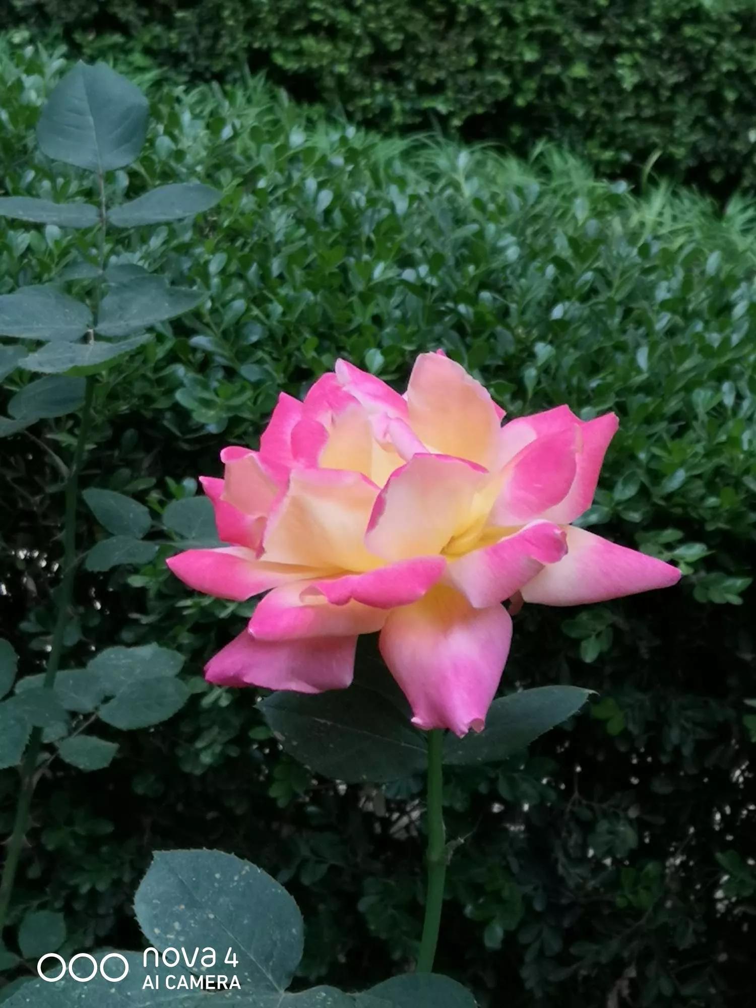 月季品种醉花,月季品种大全及图片欣赏