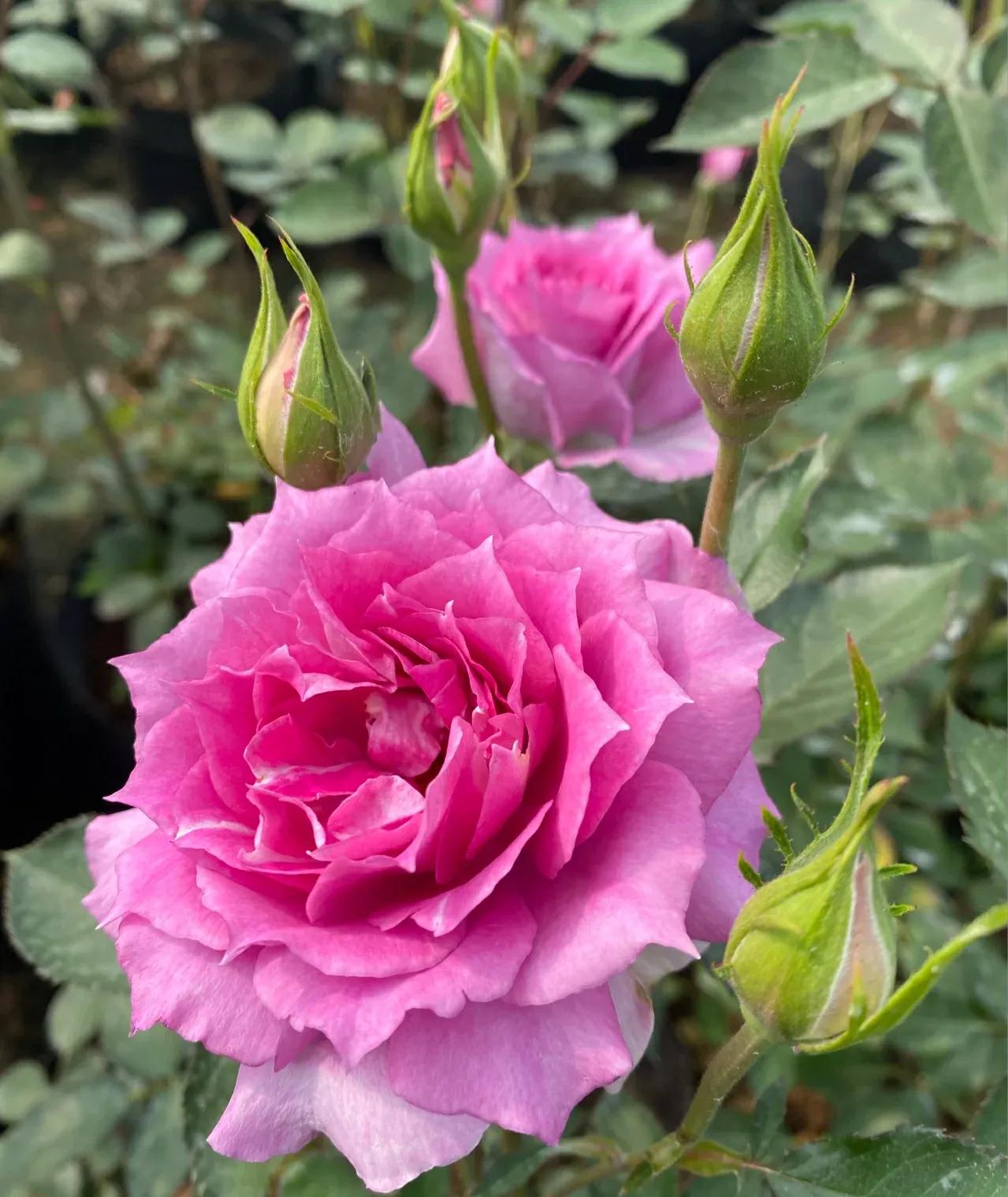 一定要种的几款月季,哪些月季品种不建议养