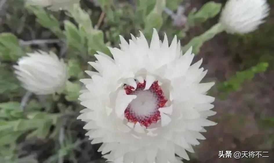 历史第一支派克钢笔,一支钢笔的故事全文