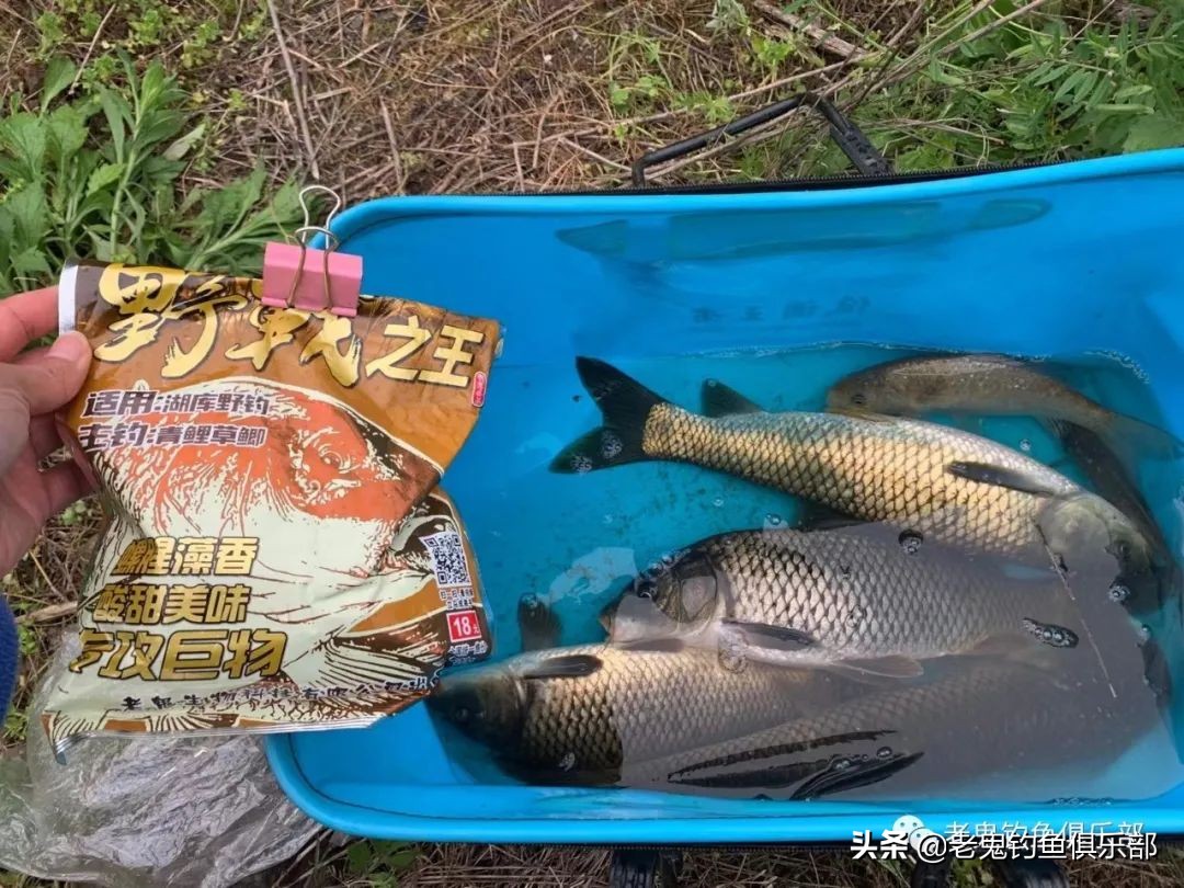 擒龙大物版,擒大物钓鱼视频