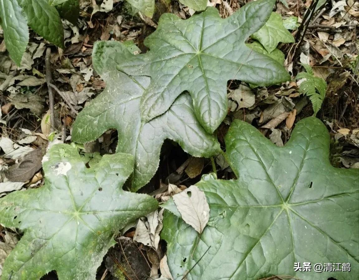 人称“江边一碗水”，荒野3月开紫花，细读栽培“5措施”秒懂种植