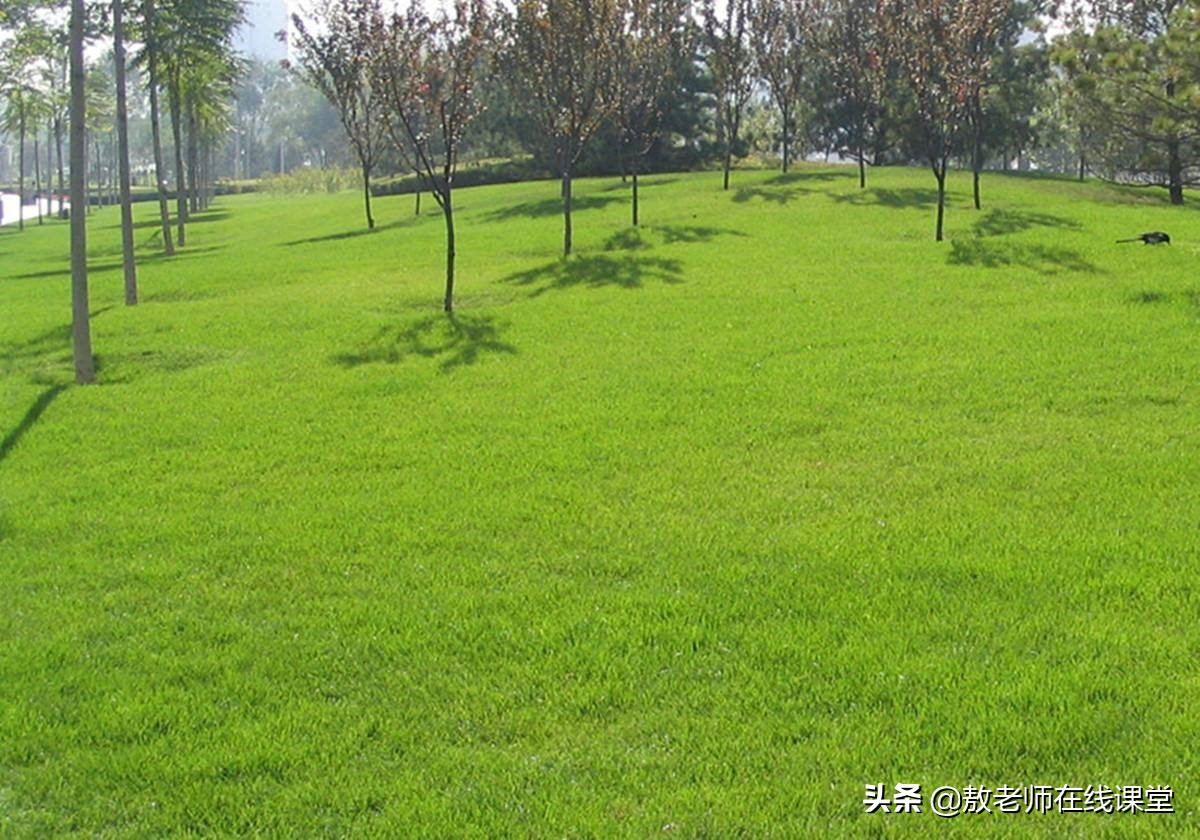 景观园林设计草坪作用,草坪景观设计原则