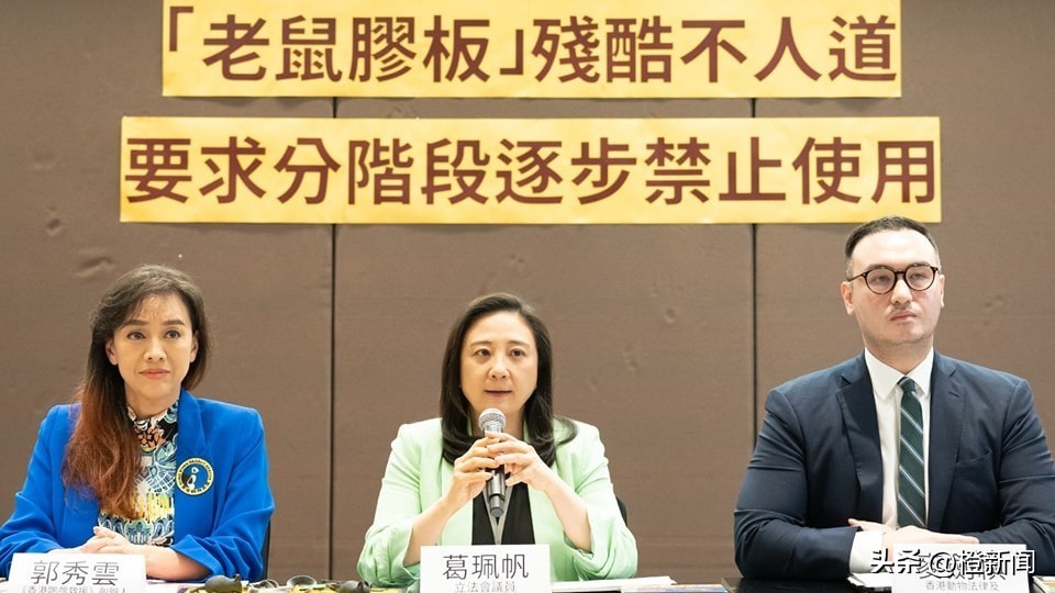 倡香港当局分阶段禁用“老鼠胶板”，葛珮帆：诱捕工具残忍易误伤非目标动物