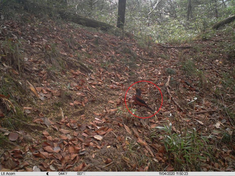 自然秘境大图鉴鸟类王国,奇妙大自然探秘鸟类世界