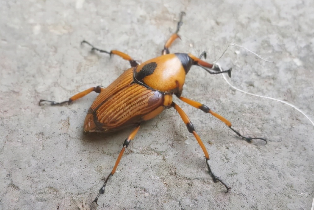 竹虫对竹子危害,野生竹象虫养殖