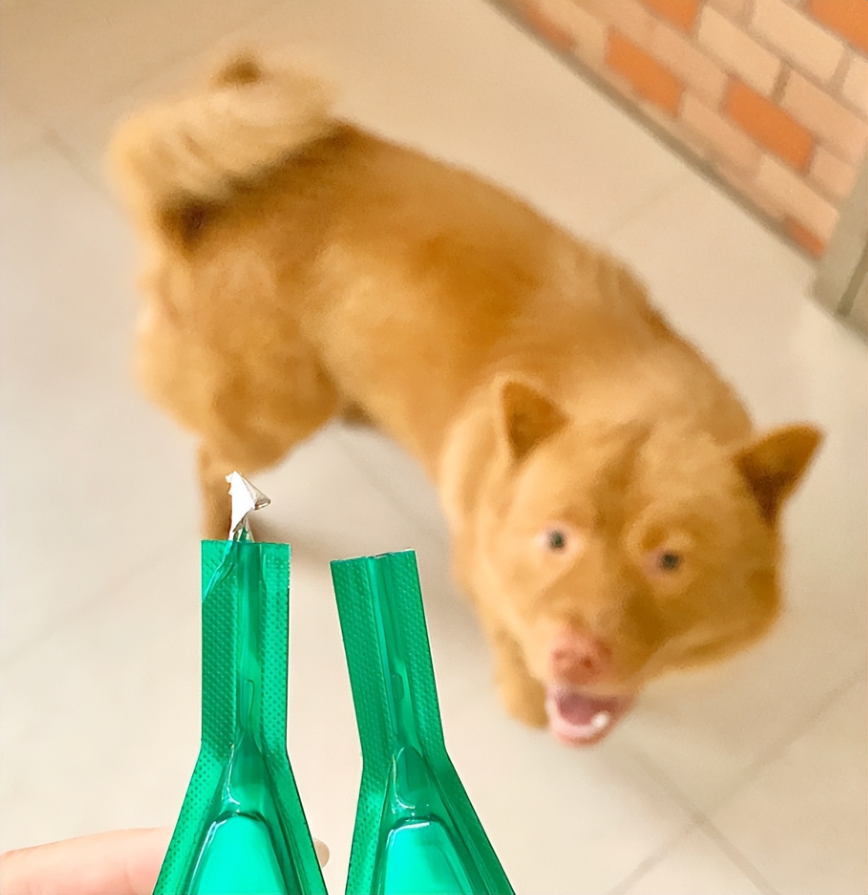 幼犬第一次驱虫的时间,幼犬生下来第一次驱虫什么时候做