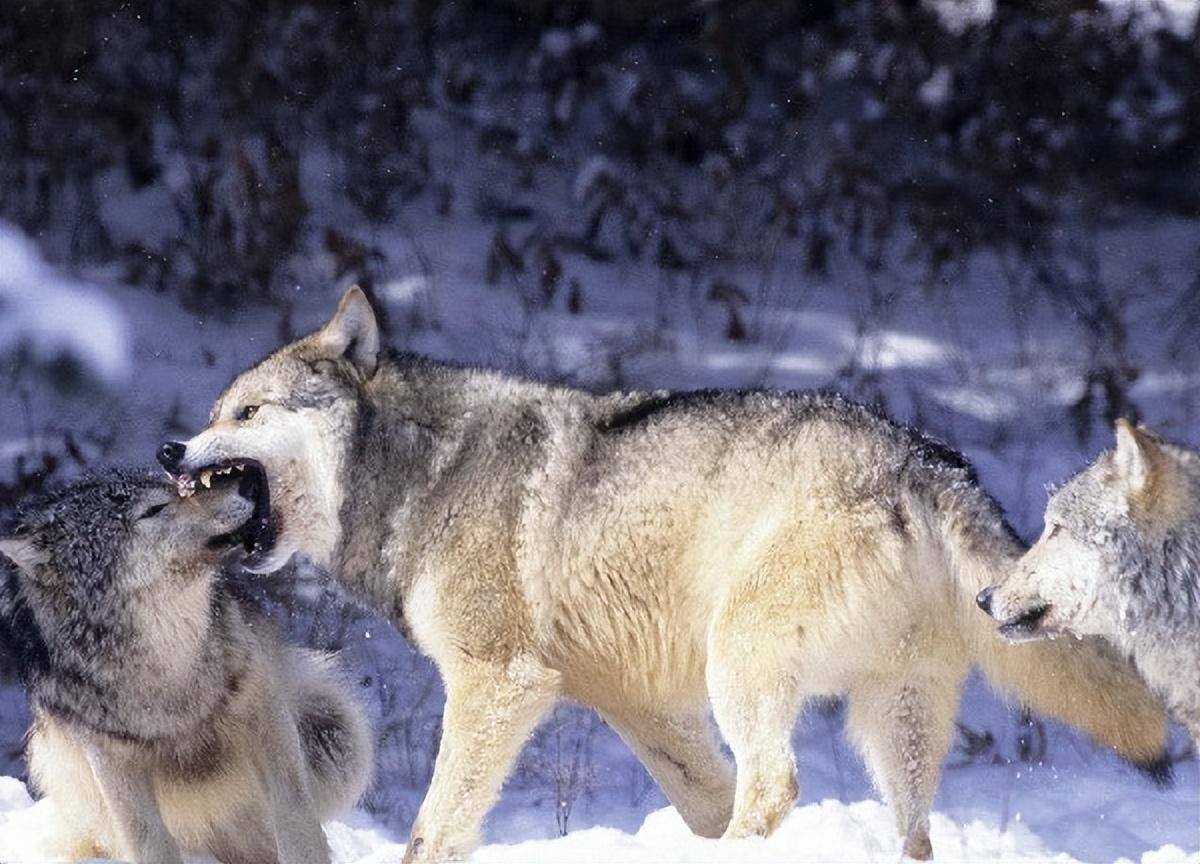 四川到处是老虎为什么不吃大熊猫,大熊猫被老虎吃掉的真实事件