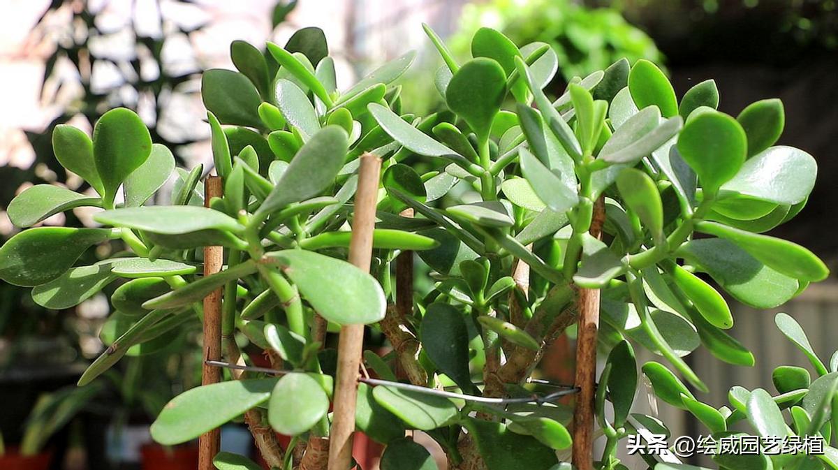 家里最旺财的十种树,有利于财运的风水树