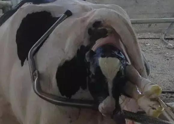 母牛产后瘫痪站不起来怎么治疗,母牛生产后站不起来怎么处理