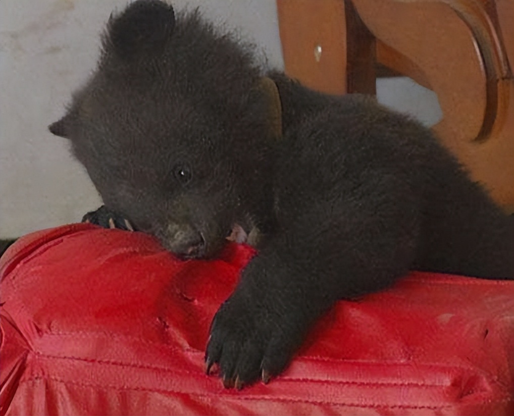 鏉戞皯鎹″埌榛戠唺骞煎唇濂冲効,杈藉畞鍐滃鎹″埌榛戠唺骞煎唇