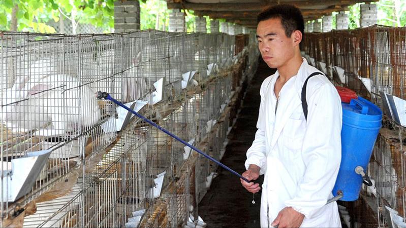 养兔技术与兔疾病防治的关系,养兔生病的症状