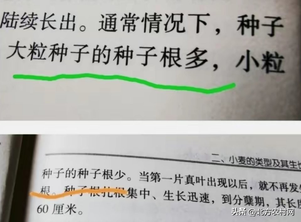 适合河南大穗小麦品种大全,适合河南南部种植小麦种子排行榜