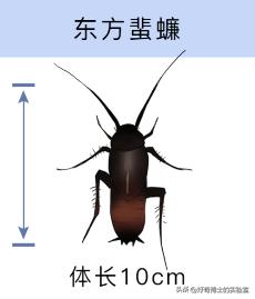 床上小颗粒是什么虫卵,墙上有虫卵很小颗粒
