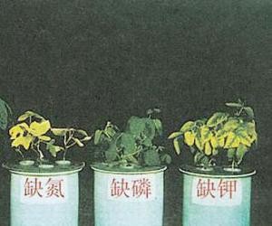 用尿液提炼出黄金,为了提炼黄金煮沸5000升尿液科普