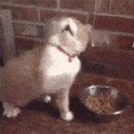 流泪猫猫头原图,最近猫猫头为什么这么火