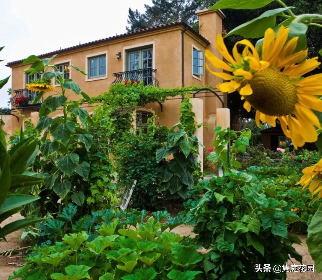 院子的生活才美好,一个装满生活气息的院子