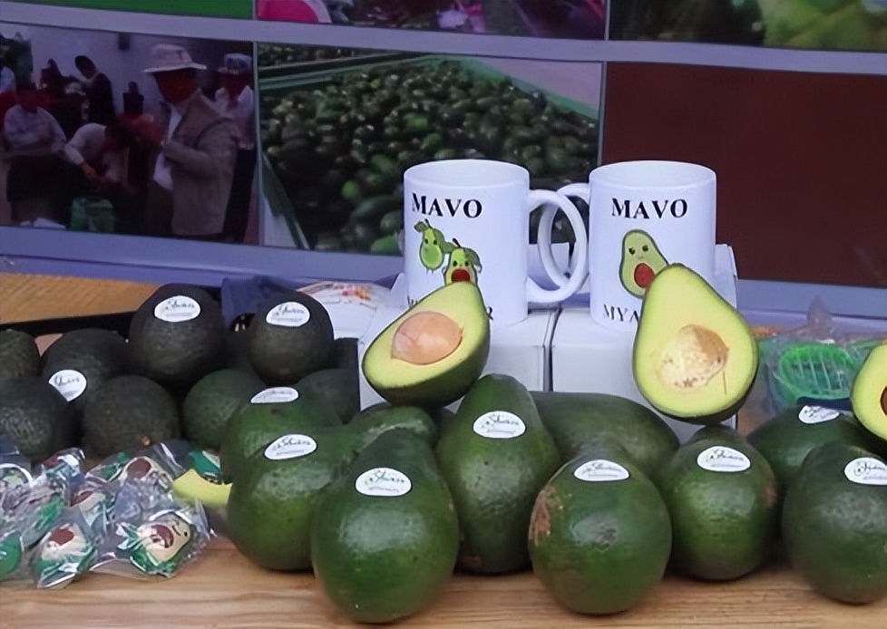 缅甸牛油果批发,缅甸牛油果巨无霸