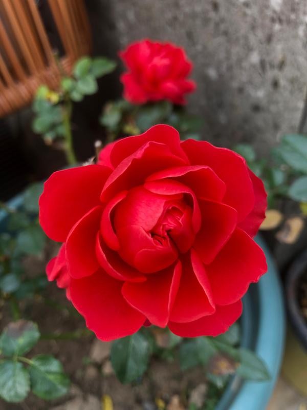 每个人心中都有一个美丽的花园,每个人心中都有一座属于我的花园