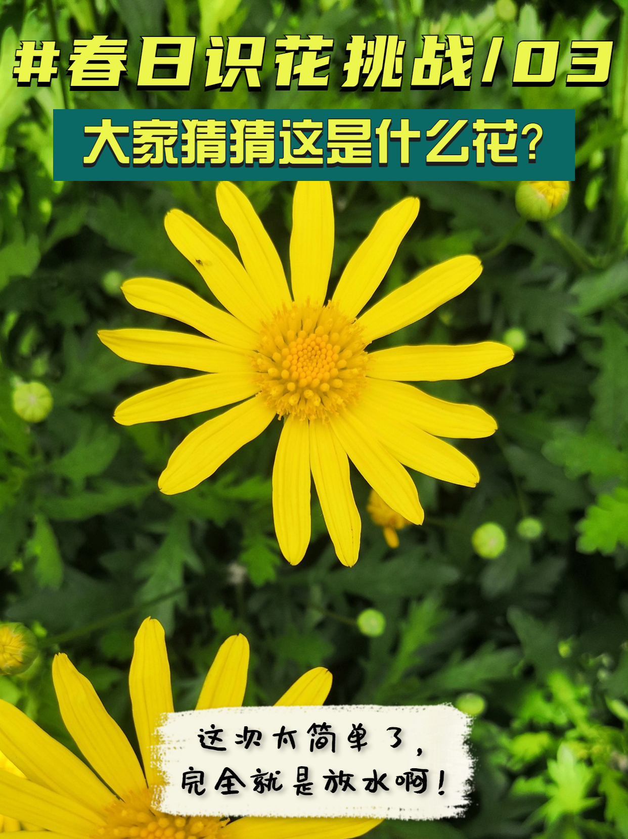 #春日识花挑战03｜大家猜猜这是什么花？