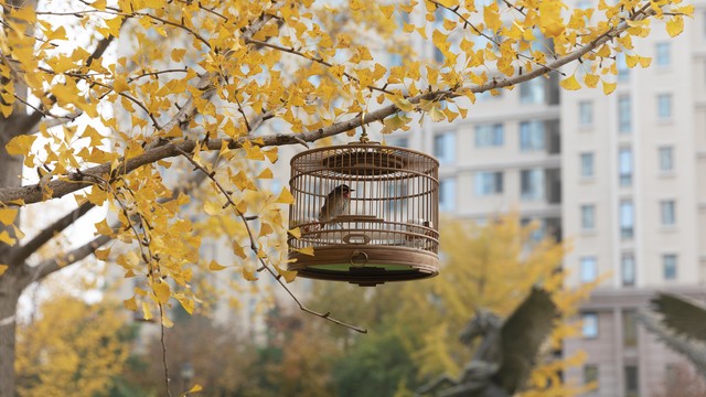 物是人非事事休欲语泪先流朗读,物是人非事事休欲语泪先流bgm