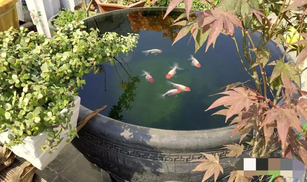 家里养金鱼经常死是什么原因,家里养金鱼是养单数还是双数