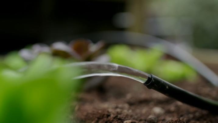 为什么草坪里面有很多水,不可思议的草坪水