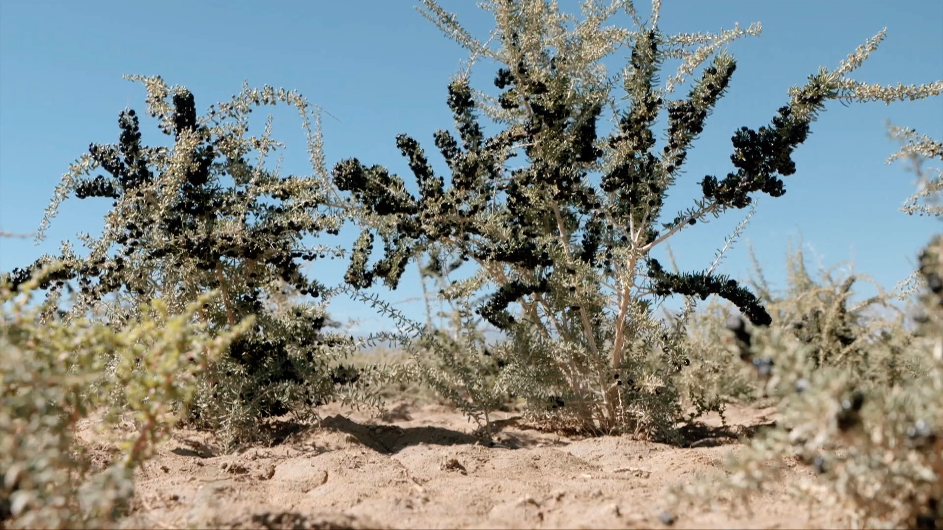 青海诺木洪枸杞今年什么时候摘,青海诺木洪枸杞采摘