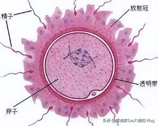 精子和卵子生成的全过程,取出的卵子和精子体外培育过程