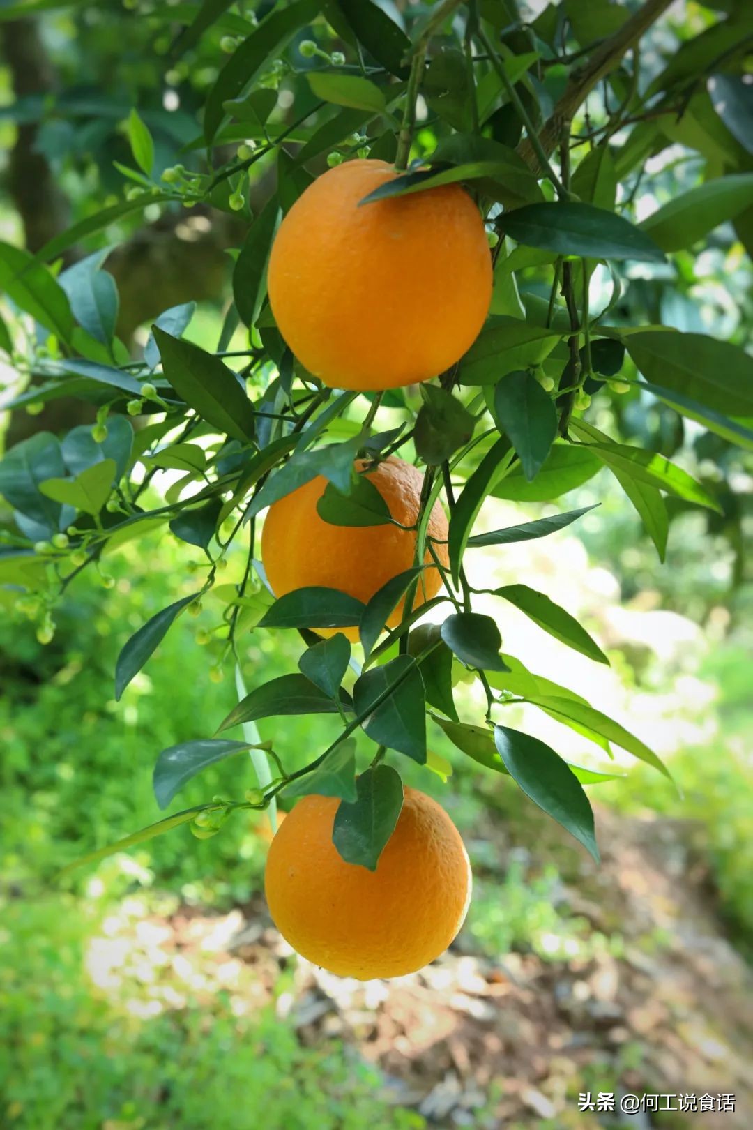 期待回秭归,回忆秭归