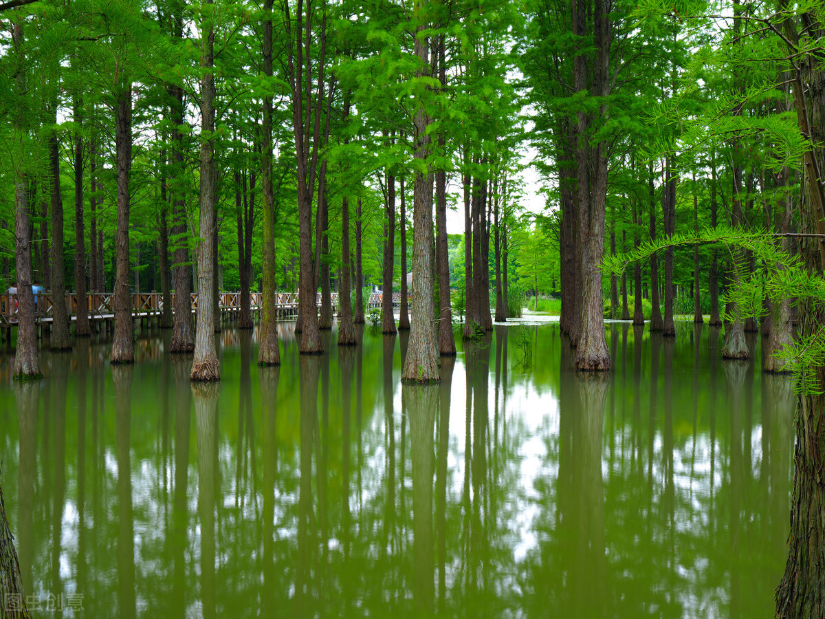 上海附近的森林秘境,上海惊现的森林秘境