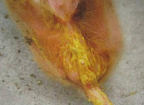 猪球虫病症状和治疗方案,猪球虫病的诊断