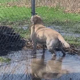 狗狗魔性舞步太洗脑,狗狗魔性跳舞