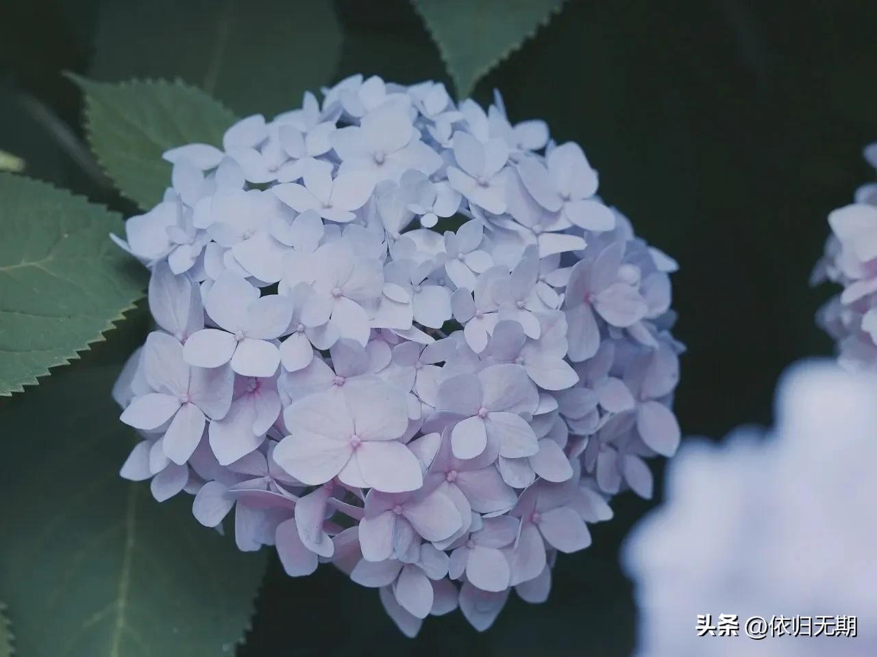绣球花拍照技巧大全,绣球花图片怎么拍出高级感