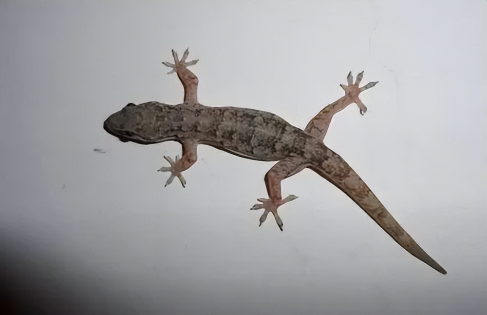 为什么许多人害怕壁虎？难道它真的有毒？