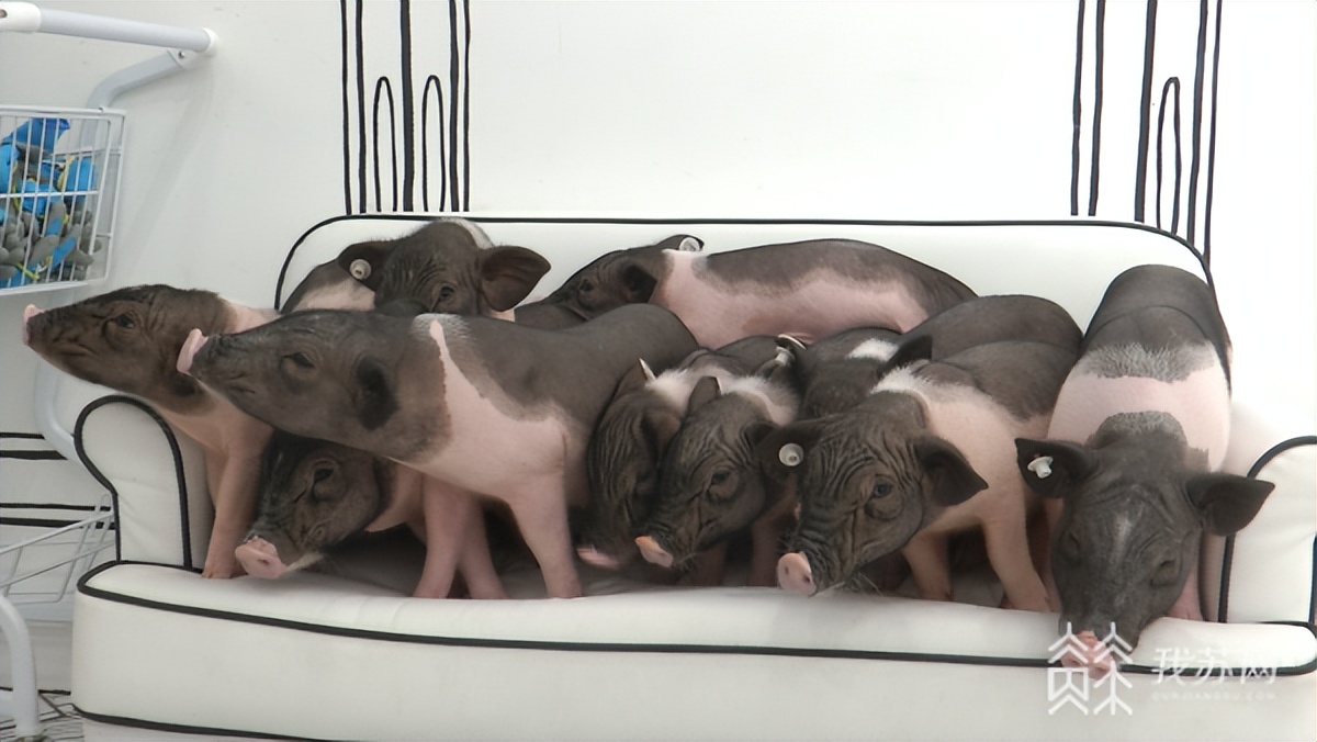 撸猪店火了!rua“二师兄”要注意这些……