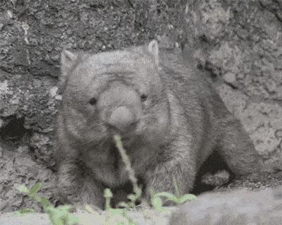 澳洲动物喂宝宝,哪种动物用粪便喂宝宝