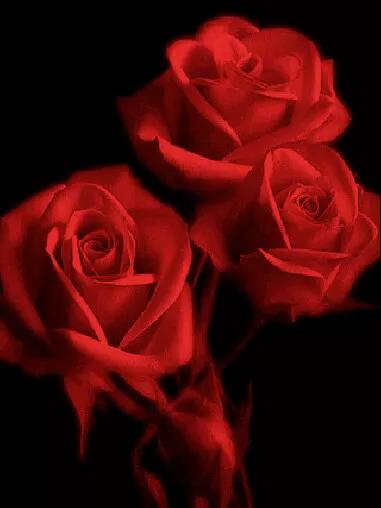 分享一束花图片,分享照片愿你遇到的都是美好