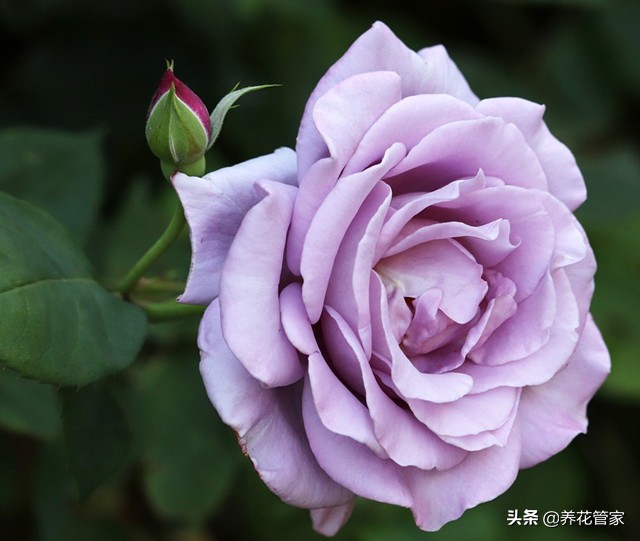 哪种紫色的月季最好看,蓝紫色的月季有哪些