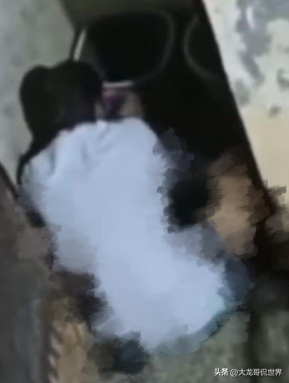 印度发生恶性案件，男子在家里将狗强奸，被人拍下视频传上网