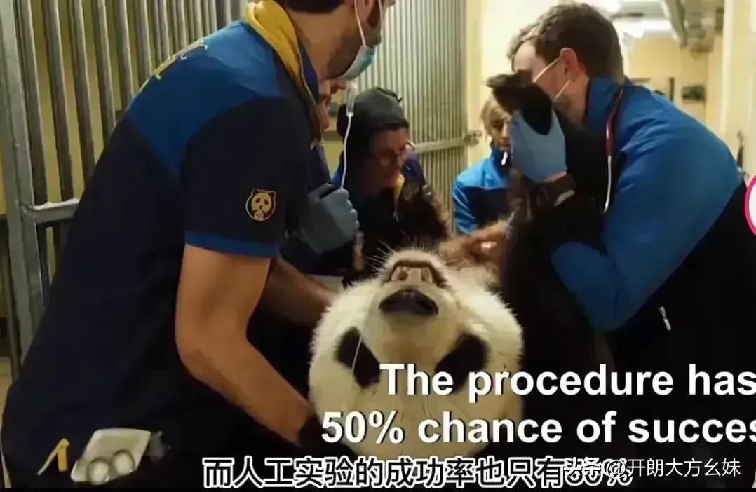 熊猫界几大家族,熊猫的种类有多少种